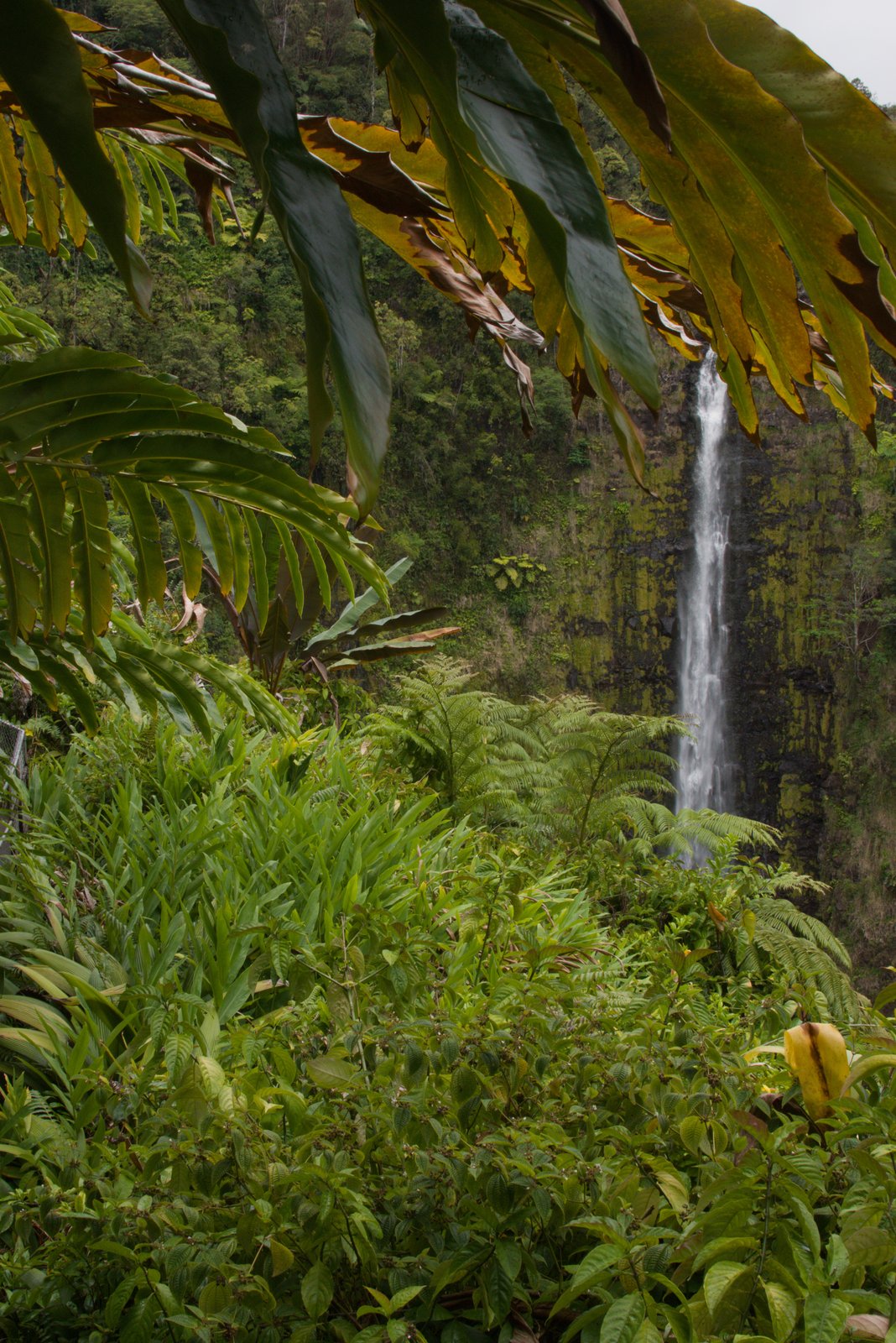 Akaka Falls