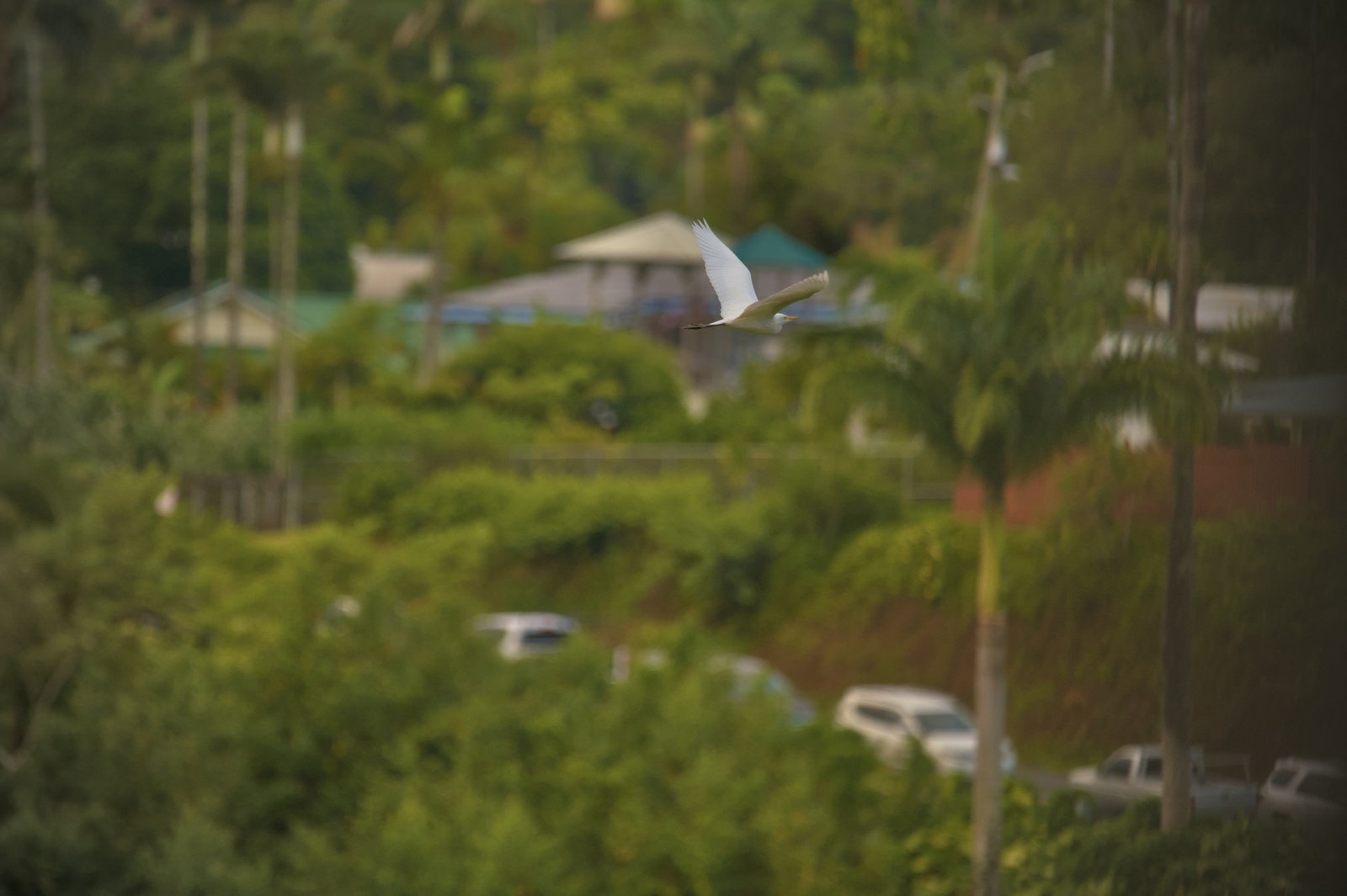 Bird with Honolii parking in background