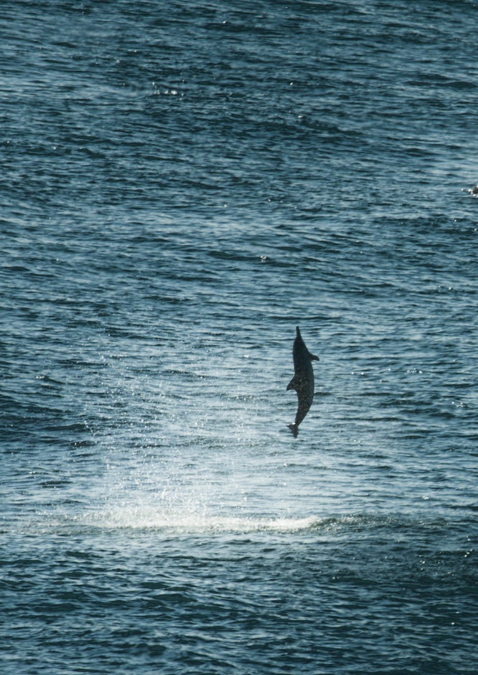Dolphin
