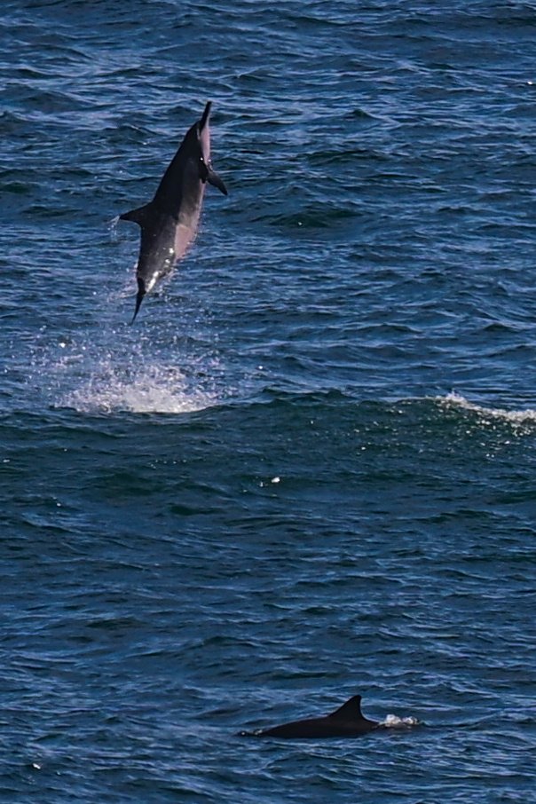 Spinner dolphin spinning