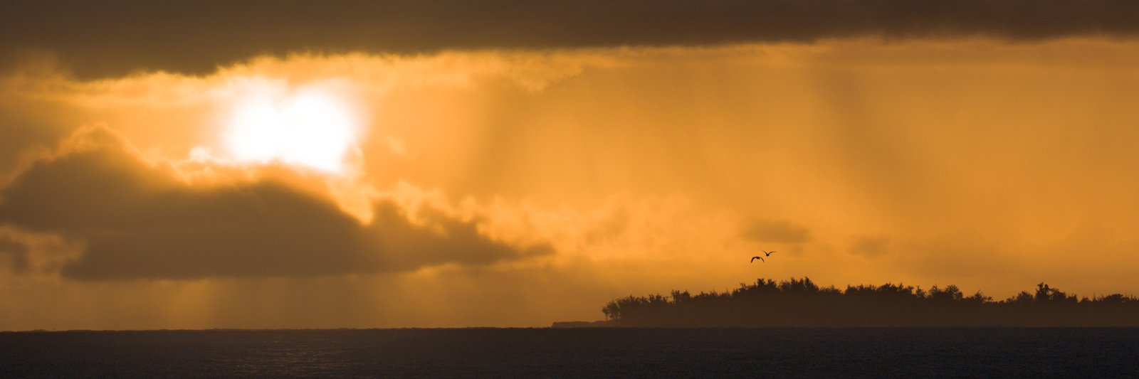 Birds and Dawn over Keaukaha