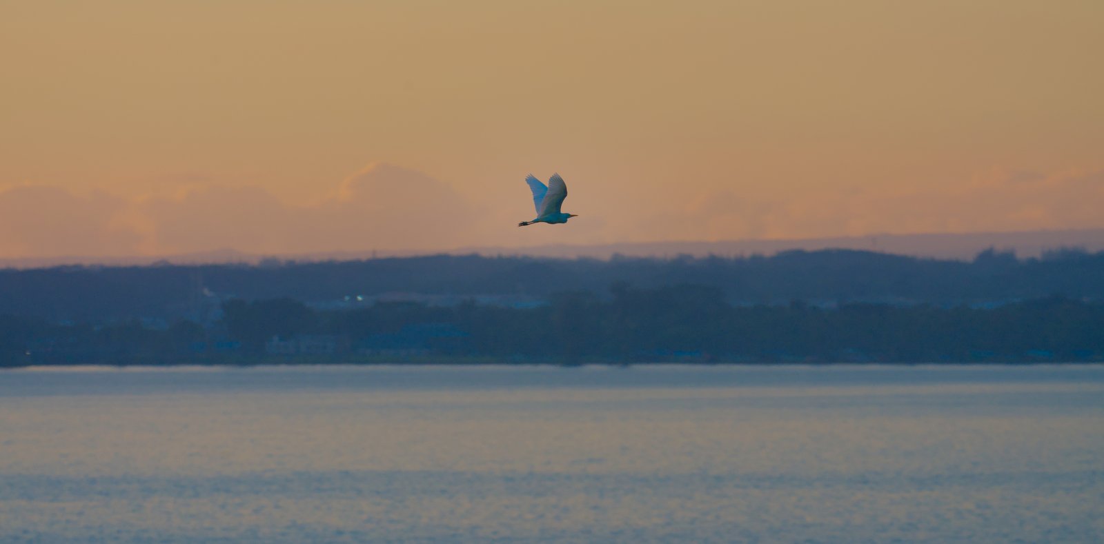 Cattle Egret (I think)