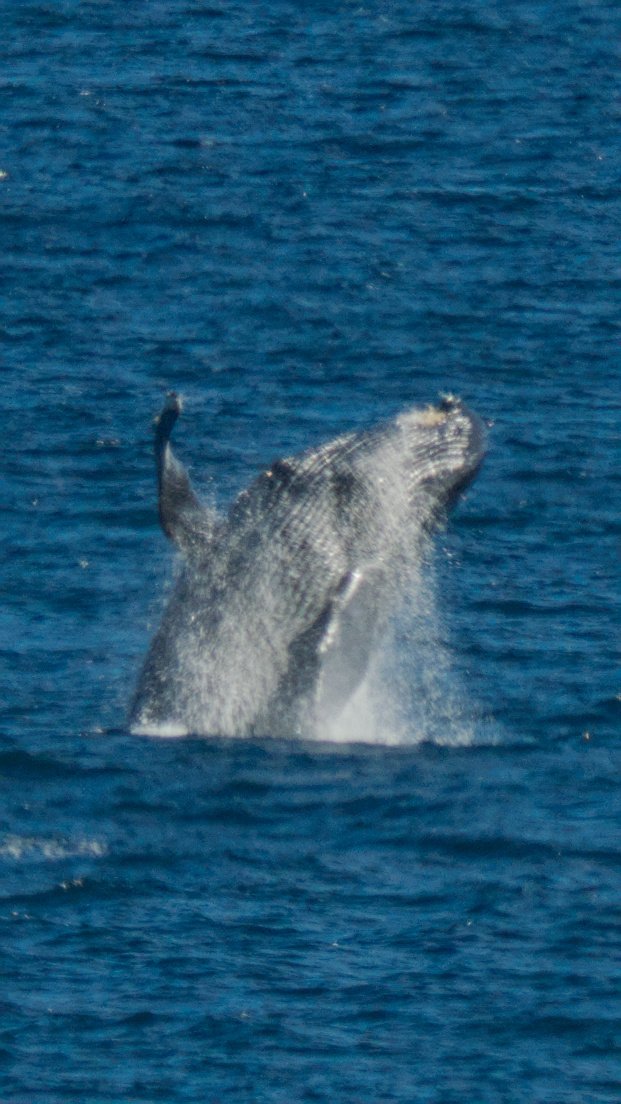 Whale In Hilo Bay