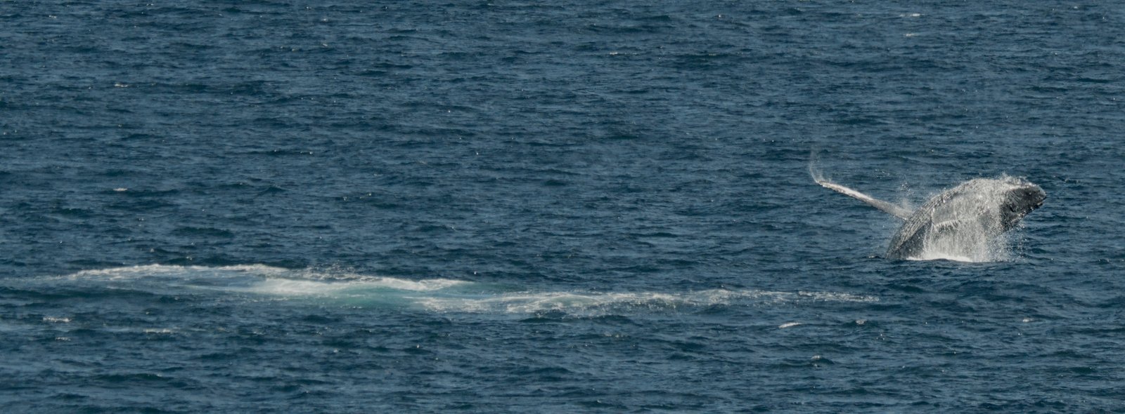 Whale In Hilo Bay
