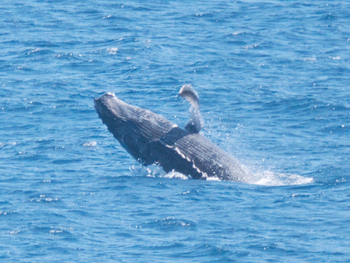 Whale In Hilo Bay